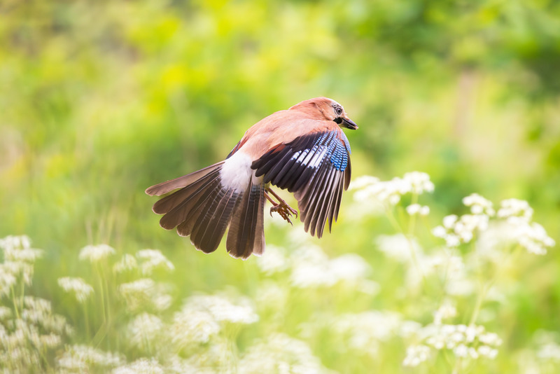 _MG_2829 - Wildlifescape