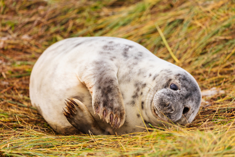 _MG_7037 - Wildlifescape