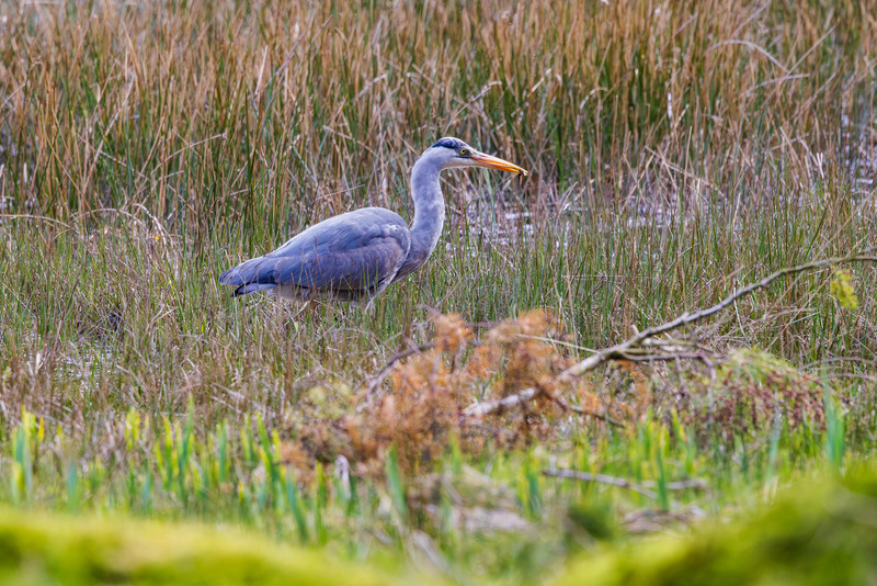 _MG_5922 - Wildlifescape
