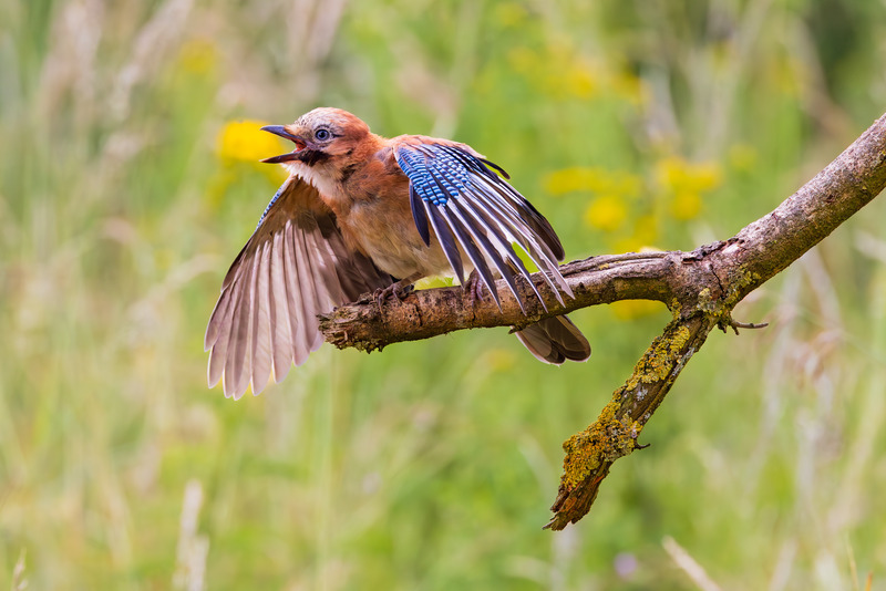 _MG_5343 - Wildlifescape