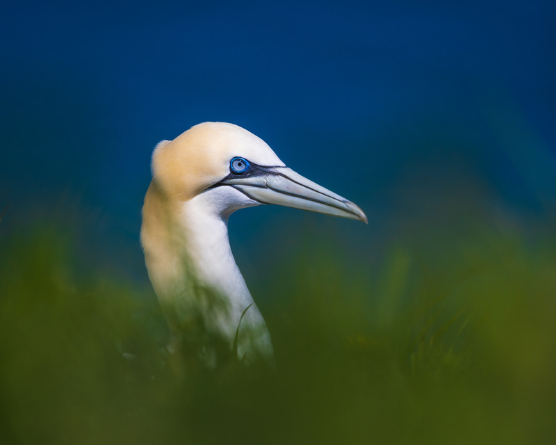 _MG_0326 - Wildlifescape