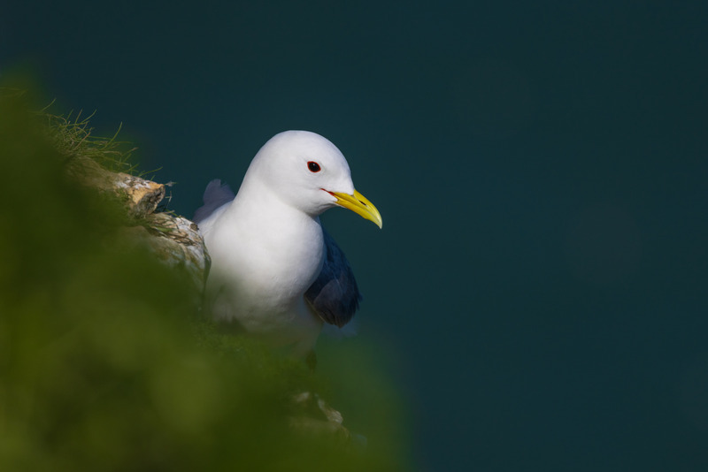_MG_0147 - Wildlifescape