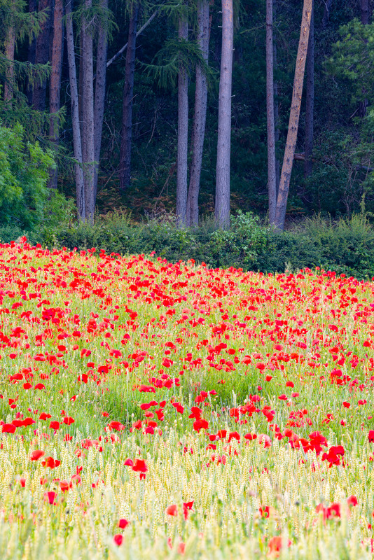 _MG_5370 - Trees & Flowers