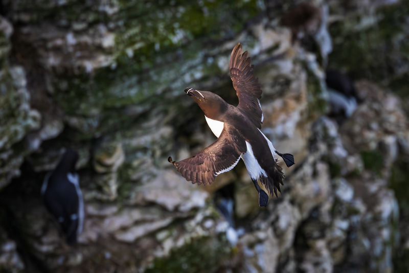 _MG_9568 - Wildlifescape