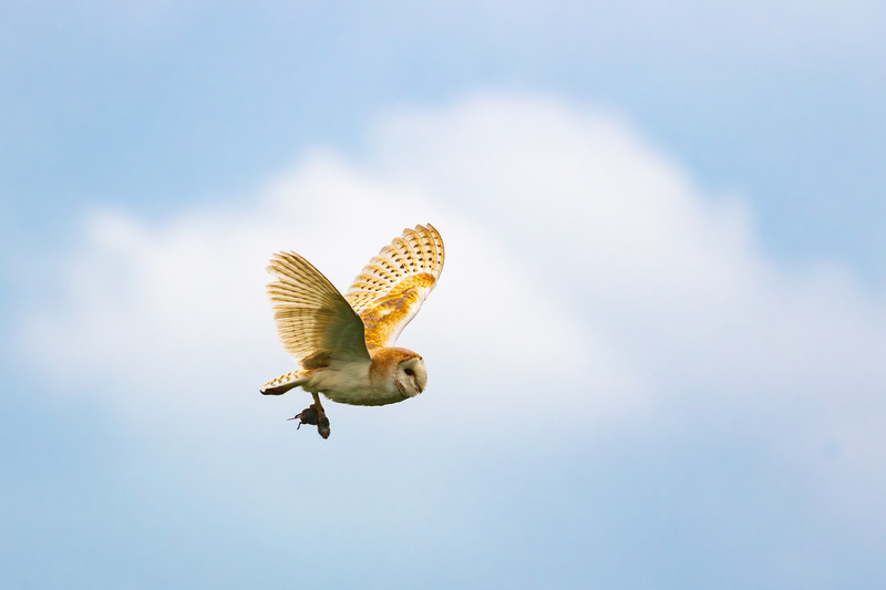 _MG_4413 - Wildlifescape