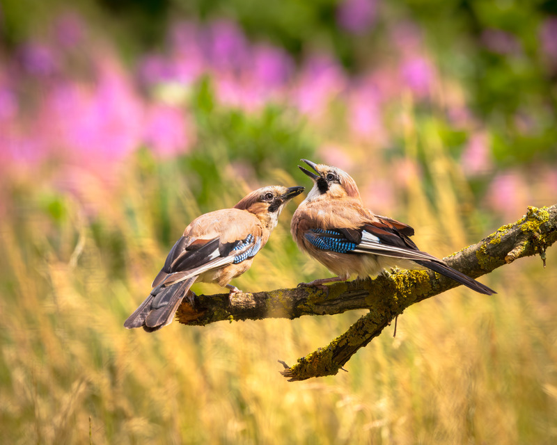 _MG_0612 - Wildlifescape