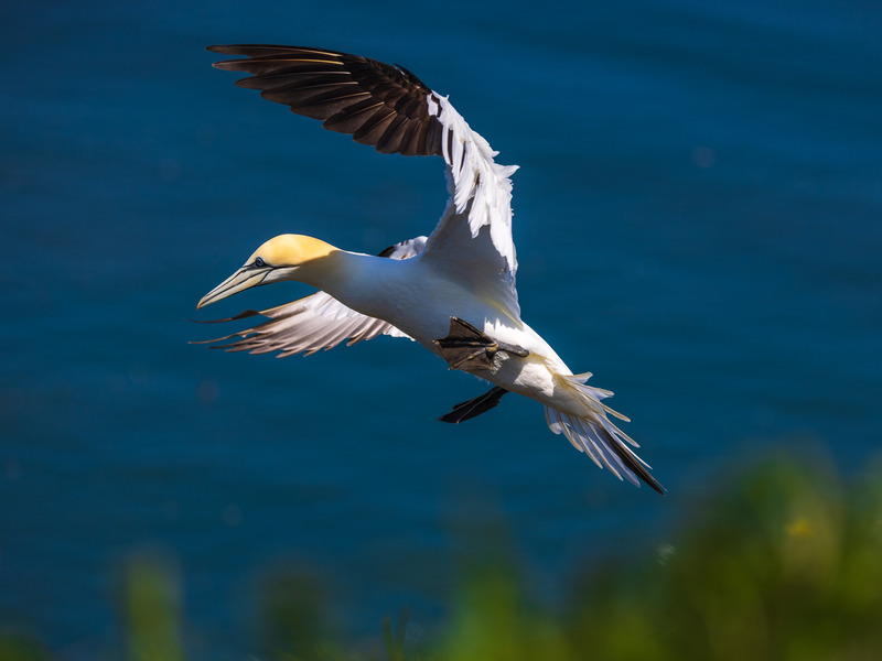 _MG_0284 - Wildlifescape