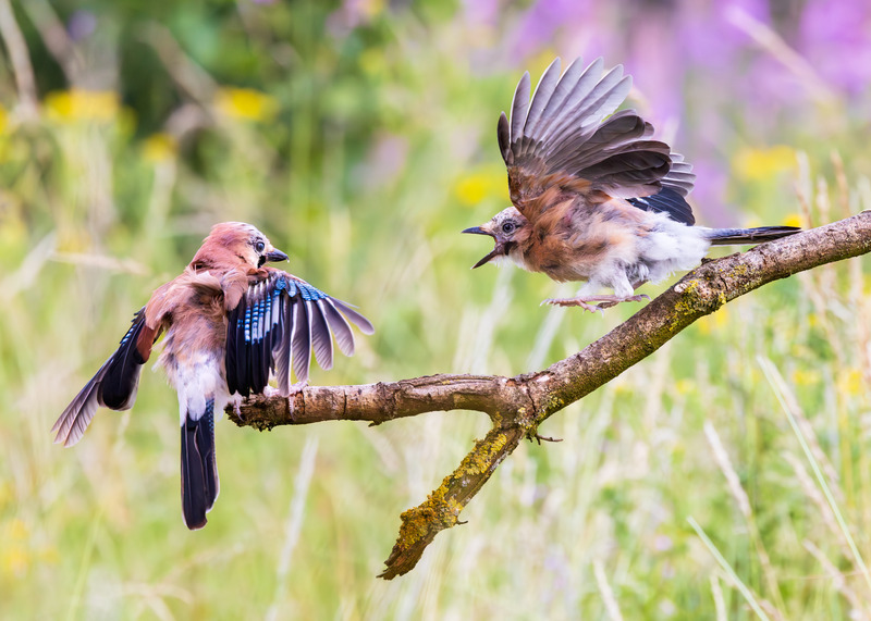 _MG_5561 - Wildlifescape