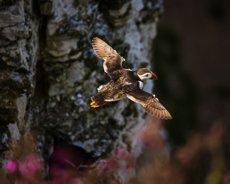 _MG_4014 - Wildlifescape