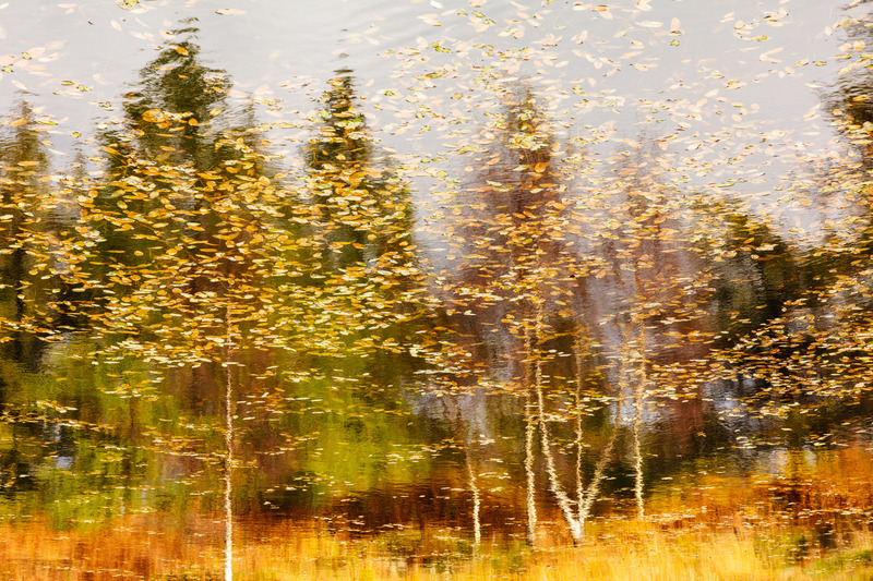_MG_6527 - Trees & Flowers
