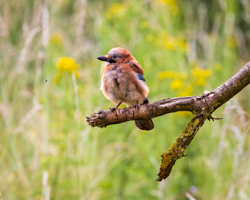 _MG_5307 - Wildlifescape