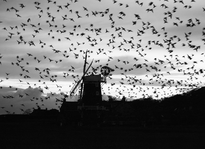 Murmuration - Cley Mill - Fine Art Editions
