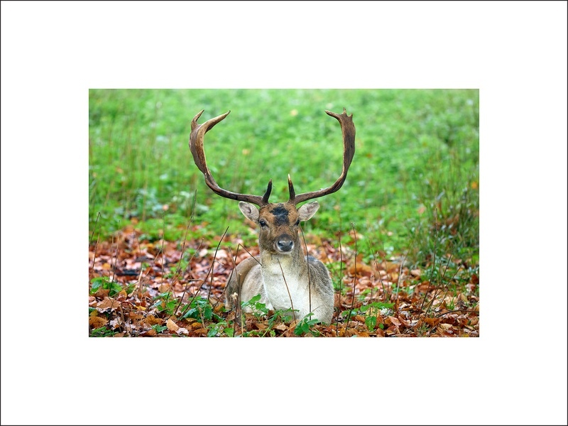 Deer Holkham Estate