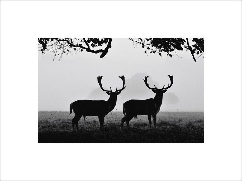 Silhouettes Holkham Deer