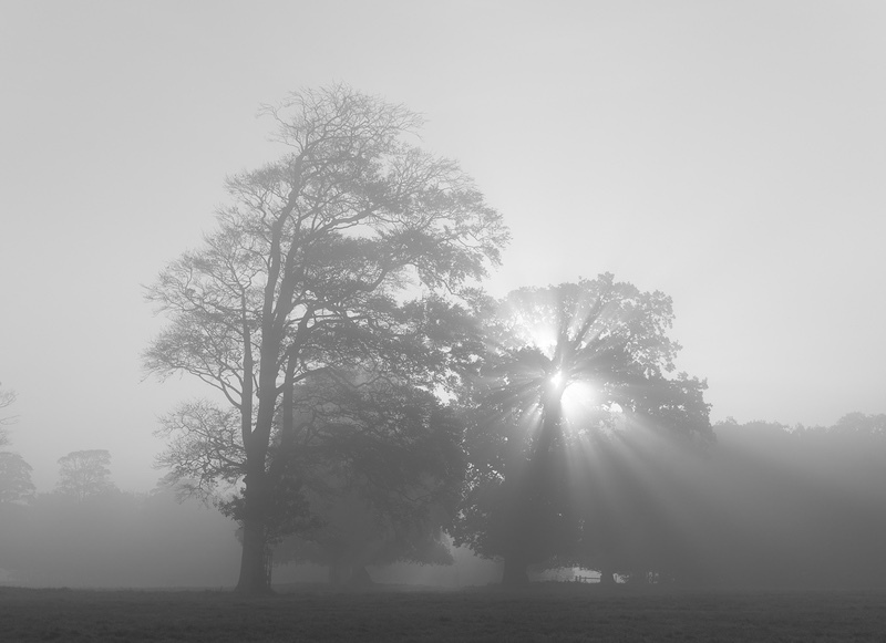 Komorebi - Holkham Estate - Fine Art Editions