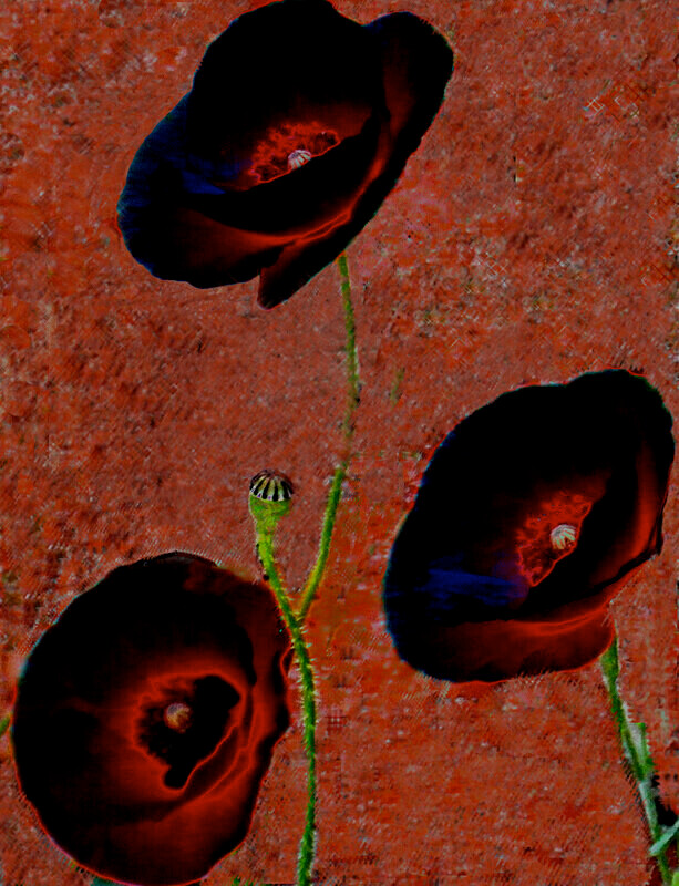 Abstract photographic print, Three Flowers