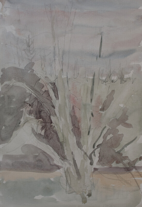 Beech tree - Walks in the Borders
