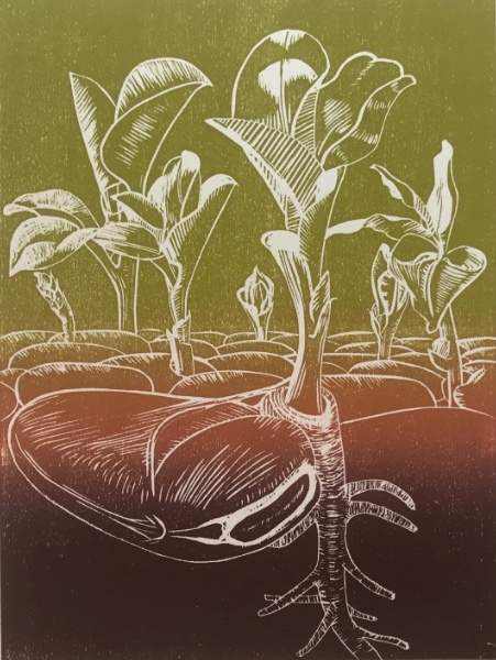Broad Bean Shoots - Continue