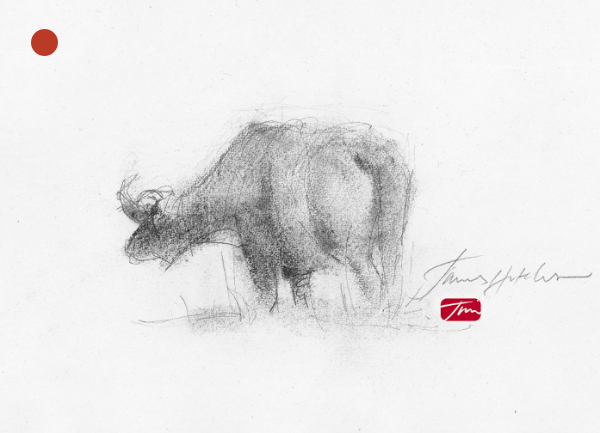 Masai Mara Buffalo - winter exhibition 2021