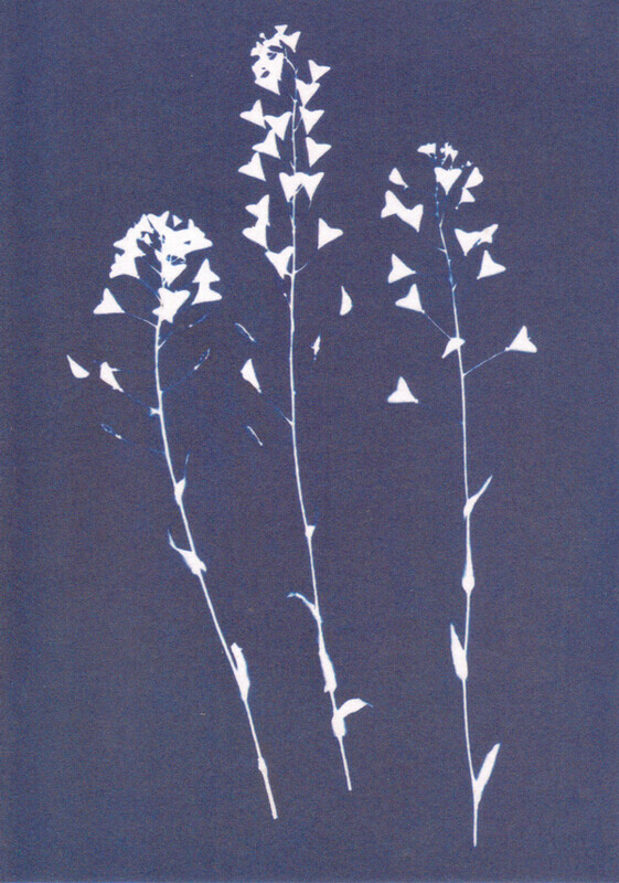 Alpine Penny Cress - Cards