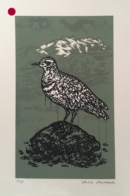Dotterel - ink