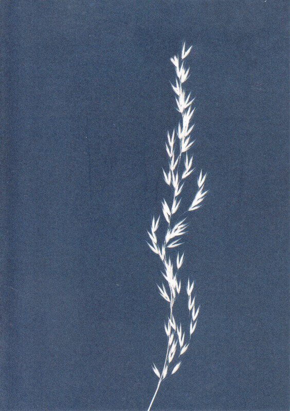 Annual Meadow Grass - Cards