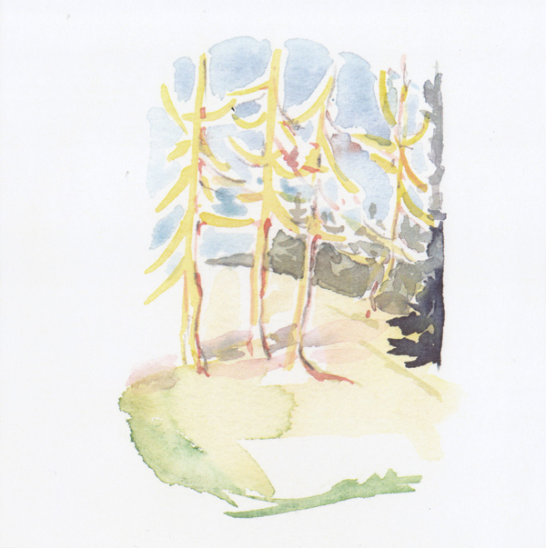 Firs - Cards