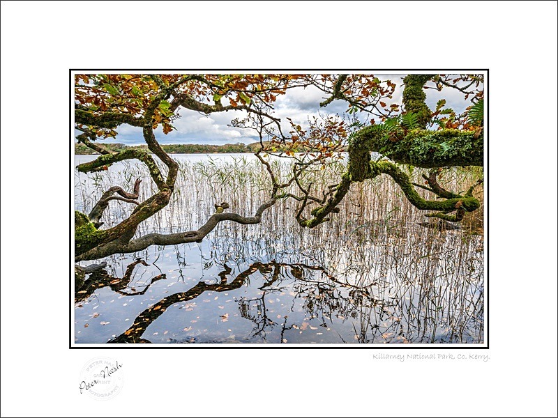 01 9x12 2024-282C Killarney National Park Co Kerry - Kerry