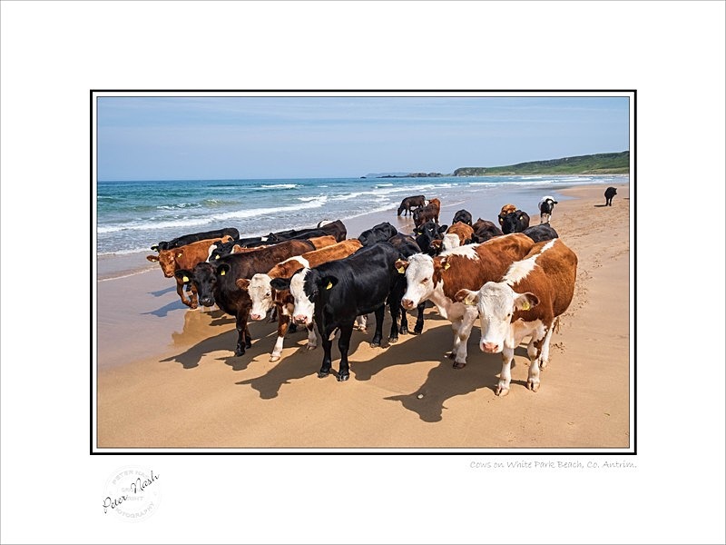 2020-325C Cows on White Park Beach Co Antrim - Co. Antrim