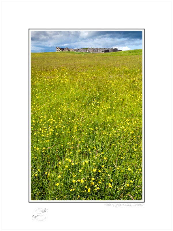 2019-506C Field of gold Downhill Castle - Co. Derry/Londonderry