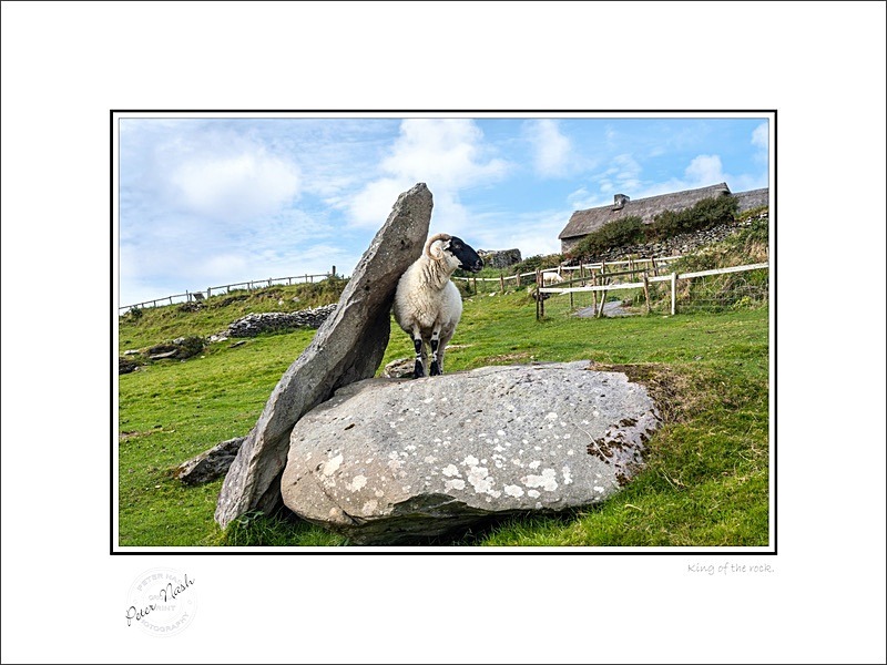 01 9x12 2021-325C King of the rock - Animals