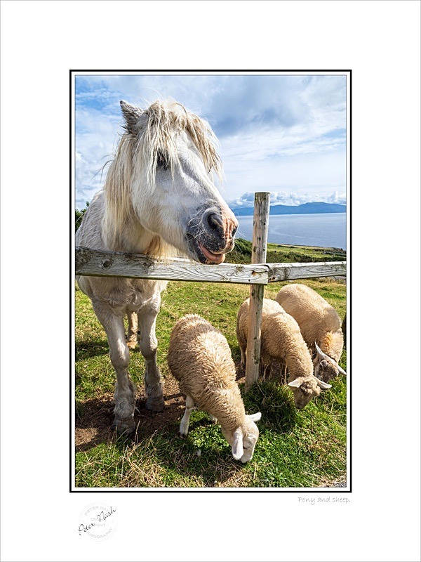 01 9x12 2021-324C Pony and sheep - Animals