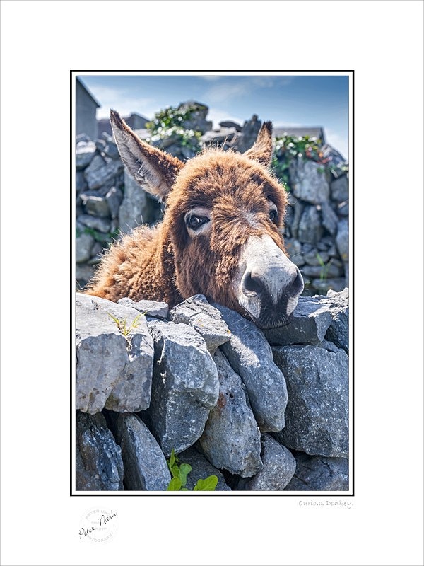 2021-442C Curious Donkey - Co. Antrim