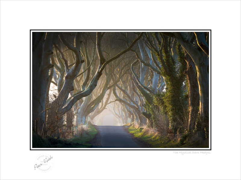 2014-006C The Mystical Dark Hedges - Co. Antrim