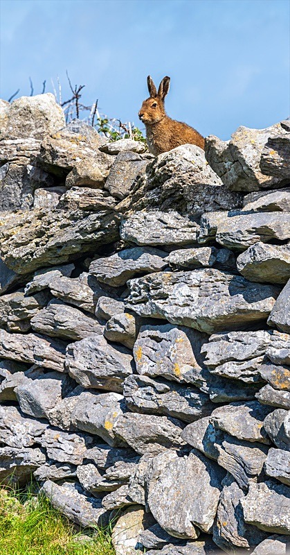 05 30x60 Canvas 2022-260CP Irish hare on dry stone wall - 30X60 Inches