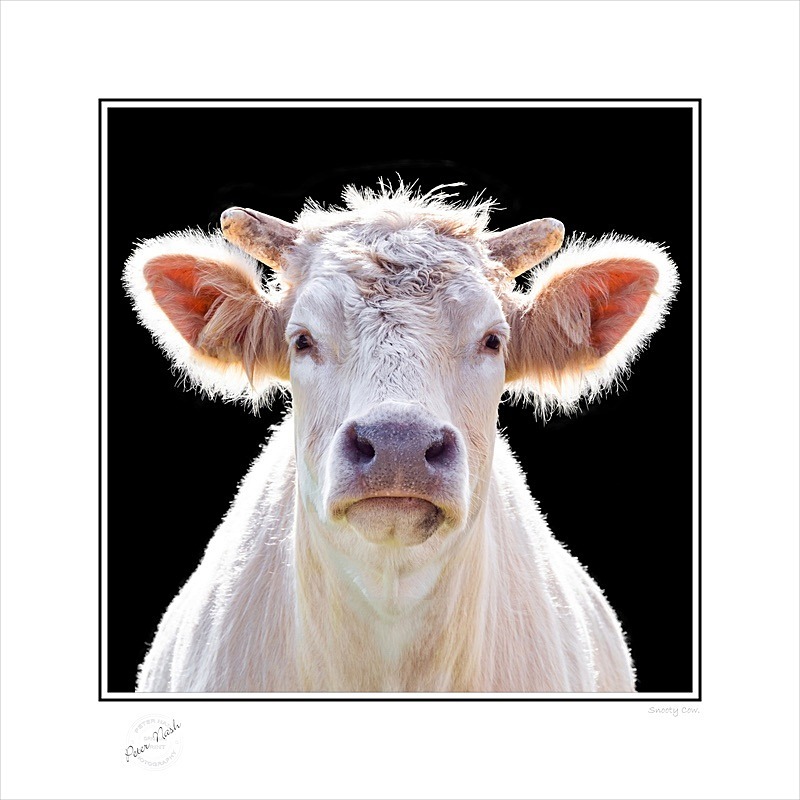 2019-957CS Snooty Cow - Square Format