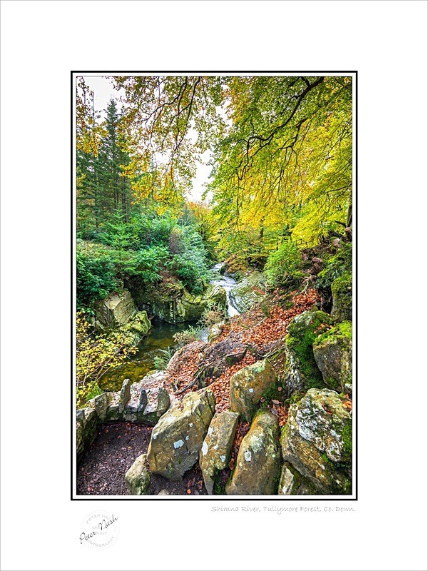 01 9x12 2022-532C River Shimna River Tullymore forest Co Down - Down