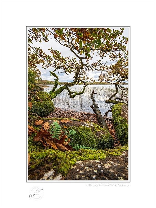 01 9x12 2024-279C Killarney National Park Co Kerry - Kerry