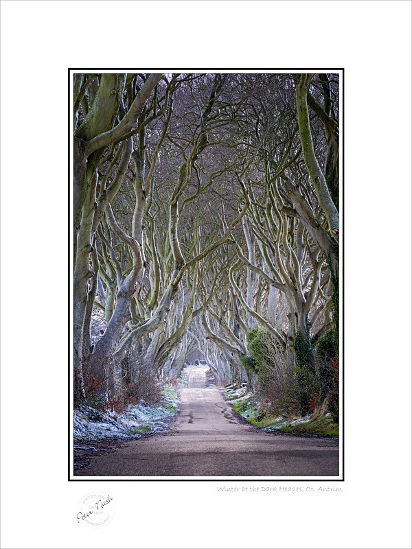 01 9x12 2022-030C Winter at the Dark Hedges Co Antrim - Co. Antrim
