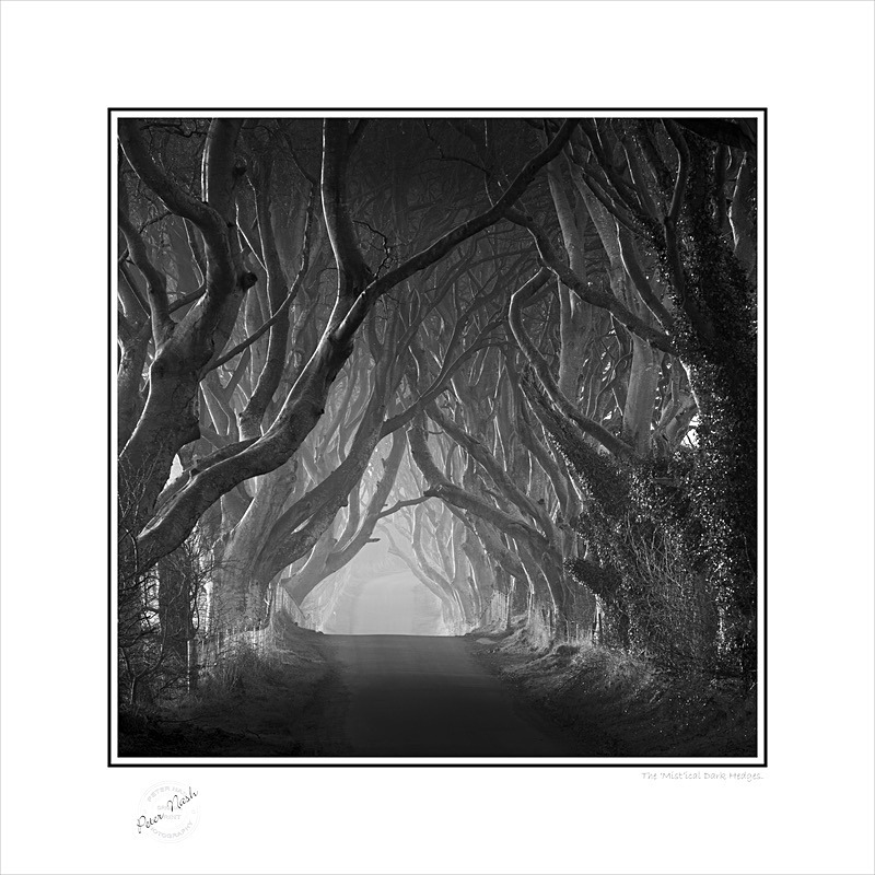 2014-006BS The Mistical Dark Hedges - Square Format