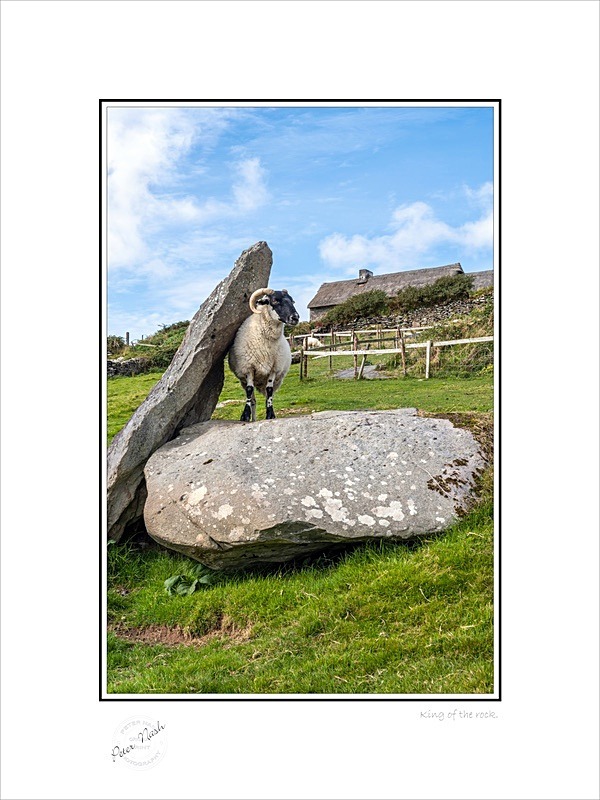 01 9x12 2021-326C King of the rock - Animals