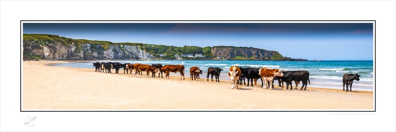 2020-331CP Cows on White Park Beach Co Antrim - Co. Antrim