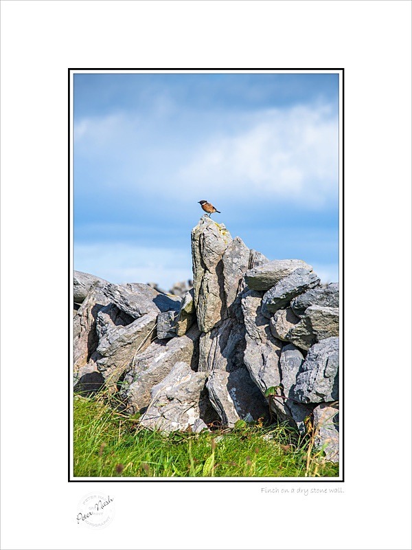 01 9x12 2022-454C Finch on a dry stone wall - Animals