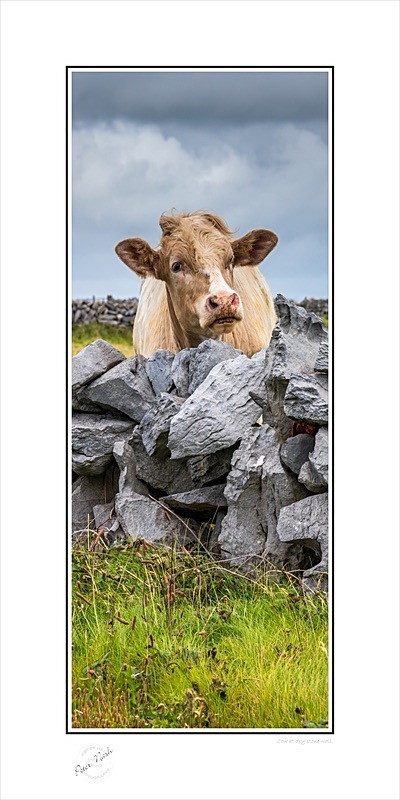 03 12x24 2022-279Cp Cow at dry stone wall - Animals
