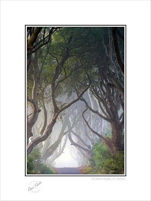 2014-174C The Dark Hedges Co Antrim - Co. Antrim