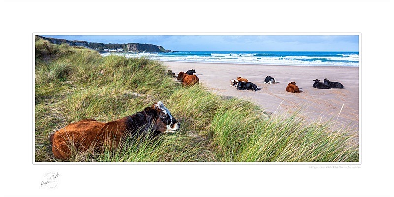 03 12x24 2024-235Cp Lazy cows on White Park Beach Co Antrim - Co. Antrim