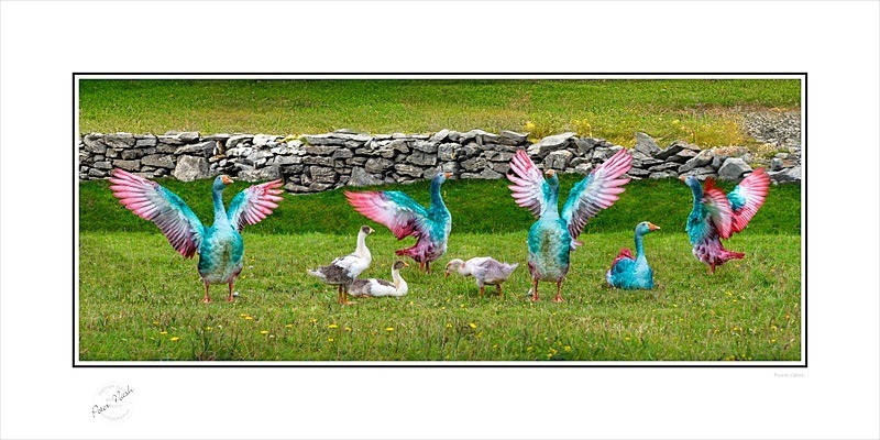 03 12x24 2021-623Cp Punk Geese - Animals