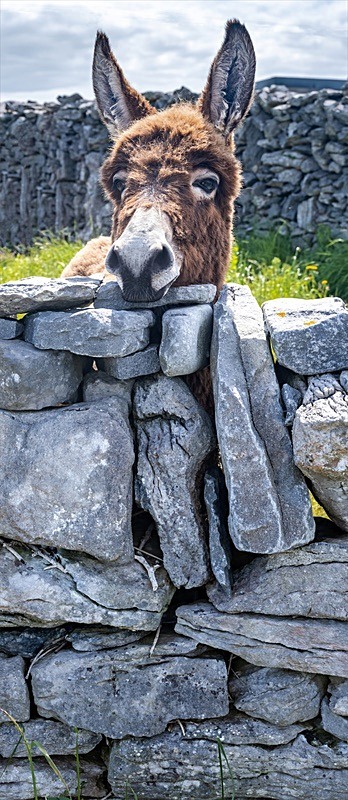 05 20x48 canvas 2021-441Cp Curious Donkey - 20X48 Inches