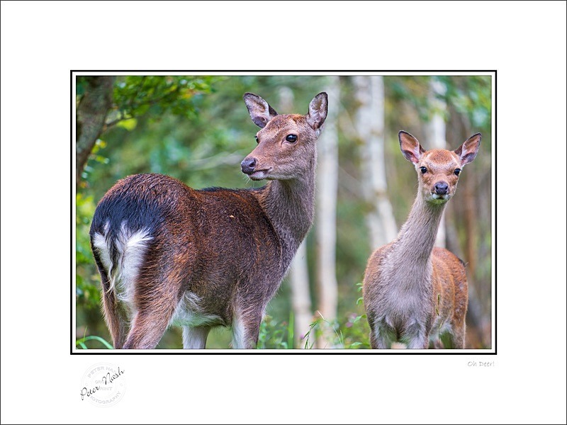 01 9x12 2019-1003C Oh Deer - Animals