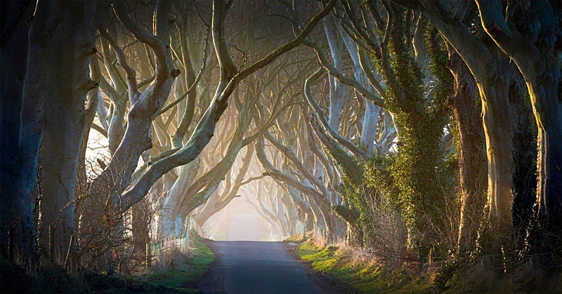 05 30x60 Canvas 2014-006Cp Mystical Dark Hedges Co Antrim - 30X60 Inches